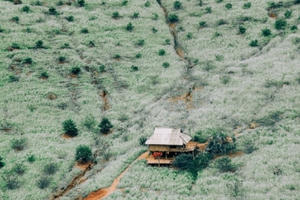 Hoa cải phủ sắc trắng khắp núi đồi Mộc Châu Hoa cải phủ sắc trắng khắp núi đồi Mộc Châu