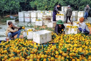 Hà Giang hỗ trợ quảng bá, tiêu thụ sản phẩm cam sành ngoại tỉnh niên vụ 2021-2022