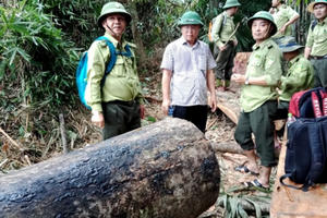 “Kiểm lâm nghỉ việc nhiều là do sức khỏe, nghỉ chế độ!”