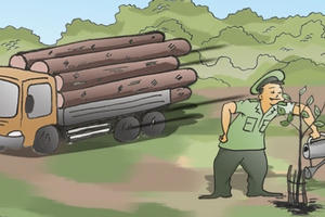 Ai đang trả giá cho tội ác phá rừng?