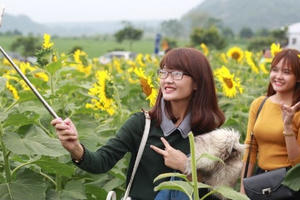 Hoa Hướng dương - “đặc sản” mới của du lịch xứ Nghệ