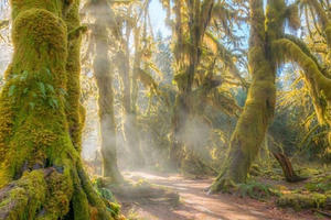 Những khu rừng nhuốm màu cổ tích mê hoặc du khách Những khu rừng nhuốm màu cổ tích mê hoặc du khách