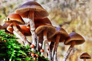 Bộ Y tế yêu cầu khẩn trương điều tra vụ nghi ngờ ngộ độc thực phẩm do ăn nấm lạ