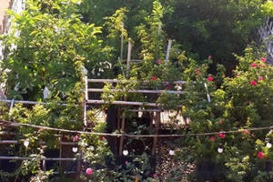 Vườn cây, ao cá đẹp mê trên sân thượng tầng 4 của ông chủ quán phở Sài Gòn