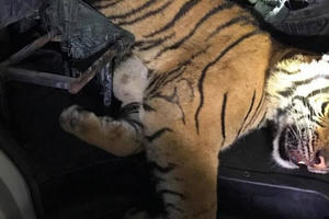 Thanh Hóa: Xe cứu thương vận chuyển... hổ đông lạnh