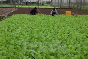 Vì sao rau sạch tiêu chuẩn VietGAP khó tiêu thụ?