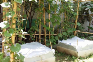 Chuyện lạ ở Hà Nội: "Mắc màn cho rau sạch"