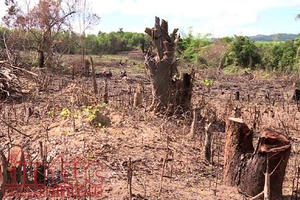 Phú Yên: Lợi dụng dự án Flitch để khai thác trái phép rừng tự nhiên