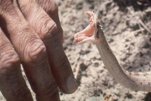 WHO: Rắn độc lấy đi 200 mạng người mỗi ngày