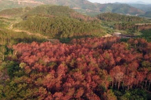 Lâm Đồng: Để mất rừng, 2 cán bộ bị kỷ luật