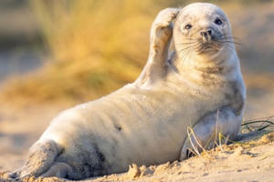 10 bức ảnh có thể giành giải 'Ảnh động vật hoang dã hài hước 2020'