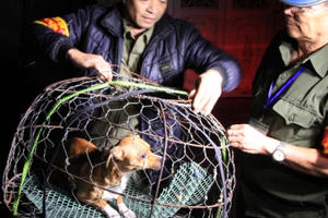 “Đã hạn chế được 70 - 80% tình trạng chó thả rông”