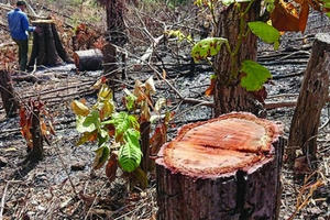 Cảnh báo hàng loạt dự án xin xén rừng tự nhiên