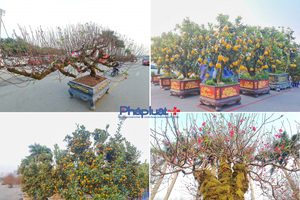 Quất, đào tấp nập xuống phố phục vụ người dân Thủ đô những ngày cận tết Nguyên đán