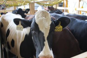 200 cô bò sữa hữu cơ “cưỡi” máy bay từ Úc về Việt Nam