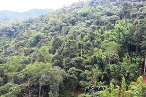 Nguyên chủ tịch xã lập hồ sơ khống, chiếm đoạt tiền bảo vệ rừng