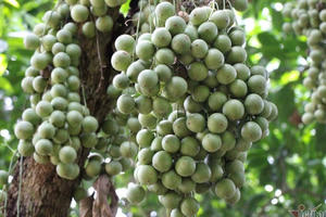 Bòn bon 2 ngàn/kg, mít Thái 4 ngàn/kg, trái cây chưa bao giờ rẻ thế