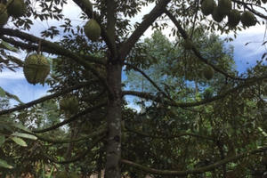 Bà Rịa - Vũng Tàu: Trái cây mùa hè giảm năng suất lẫn giá thành