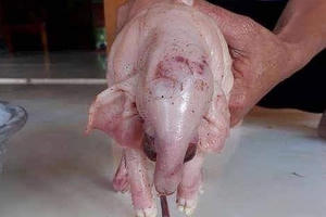 Nghệ An: Kỳ lạ lợn mẹ đẻ ra 3 lợn con có tai to, vòi dài giống hệt voi