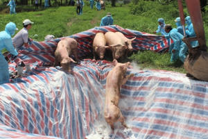 Slide - Điểm tin thị trường: Việt Nam thiệt hại khoảng 3.600 tỷ đồng do dịch tả lợn châu Phi