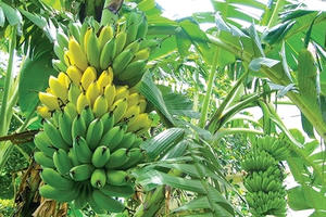 Người nào không nên ăn chuối tiêu, sinh tố trái cây?