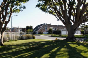 Hy hữu vụ kiện bóng cây ngả sang đất hàng xóm