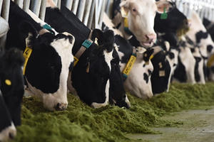 Vinamilk Hà Tĩnh - trang trại theo công nghệ hàng đầu thế giới