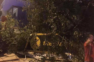 Cây xanh bật gốc đè nát cửa hàng Thế giới di động