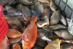 Hơn 1 tấn cá chết nổi trắng Hồ Tây: Chưa có tiền lệ