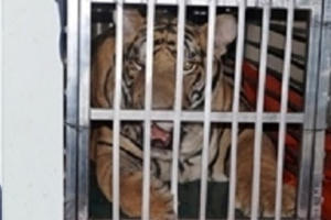 Thanh Hóa: Ngang nhiên dùng “xế hộp” chở cá thể Hổ đi tiêu thụ