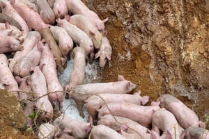 Nghệ An: Truy nguồn gốc lợn nghi nhiễm bệnh, gà chết bị đóng thành bao tải vứt bừa bãi