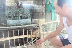 Nuôi gà, lợn trong phố: 'Hàng xóm còn mong thu hoạch hơn tôi' Nuôi gà, lợn trong phố: 'Hàng xóm còn mong thu hoạch hơn tôi'