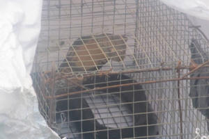 Đà Nẵng: Thả động vật hoang dã nguy cấp, quý hiếm về tự nhiên