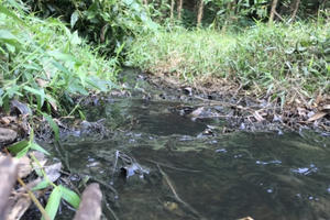 Trại lợn hàng ngàn con xả thải “bức tử” môi trường, tra tấn người dân