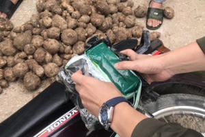 Ngụy trang “hàng trắng” trong bao tải khoai sọ rồi đưa về xuôi