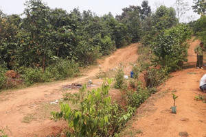 Hòa Bình: Cô giáo tương lai đi chăn bò nghi bị hiếp, giết ném xác trong rừng