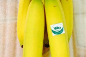 9x thu nhập trăm triệu mỗi tháng nhờ trồng chuối sạch