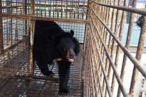 Đà Nẵng: Cứu hộ một cá thể gấu nuôi tại Đà Nẵng