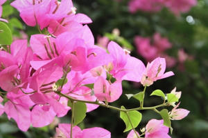 Ngắm nhìn hoa giấy khoe sắc dưới nắng vàng Thủ đô Ngắm nhìn hoa giấy khoe sắc dưới nắng vàng Thủ đô