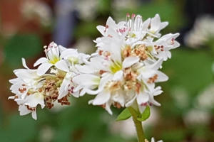 Thu về rủ nhau du lịch Hà Giang ngắm hoa tam giác mạch