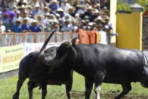 Lại kêu gọi chấm dứt chọi trâu Đồ Sơn