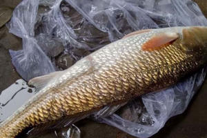 Khánh Hòa: Bắt được cá sủ vàng quý hiếm trong lúc đi biển