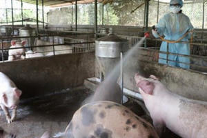 Nóng: Dịch tả lợn châu Phi bùng phát ở Thái Bình