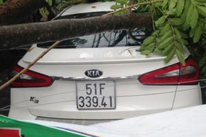 TP HCM: Cây cổ thụ bật gốc, 3 "xế hộp" bị vạ lây