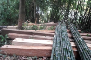 Quảng Bình: Choáng váng chứng kiến rừng phòng hộ Khe Nét 'chảy máu'