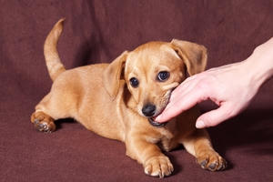 Bộ Y tế khuyến cáo phòng chống bệnh dại