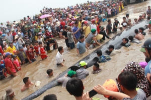 Cá voi khổng lồ đã trở về với biển Cá voi khổng lồ đã trở về với biển