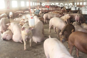 Sẽ có "đột biến" giá heo vào đầu tháng 12