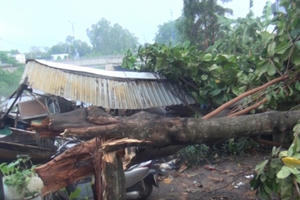 TP HCM: Mưa giông khiến nhiều nhà dân tốc mái, cây xanh ngã đổ