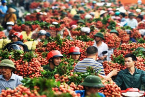 Slide - Điểm tin thị trường: Việt Nam xuất khẩu vải, nhãn đứng thứ 2 thế giới Slide - Điểm tin thị trường: Việt Nam xuất khẩu vải, nhãn đứng thứ 2 thế giới